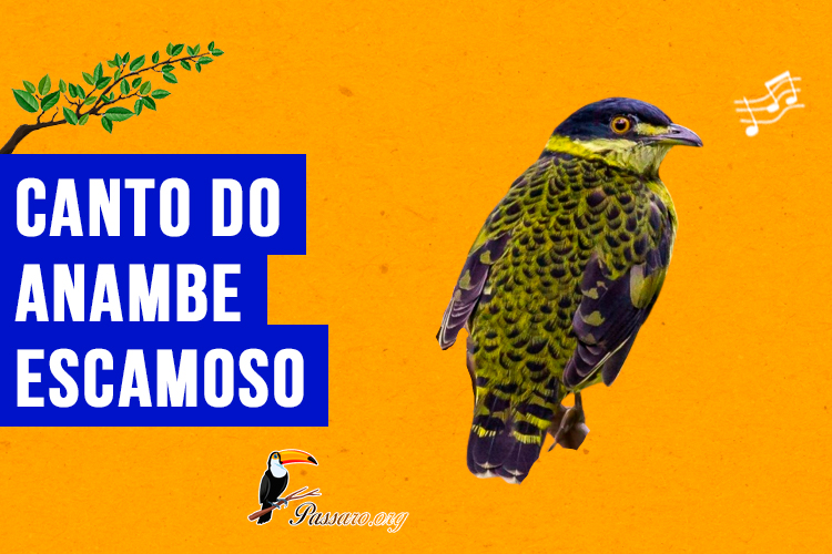 canto do anambe-escamoso