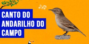 canto do andarilho do campo