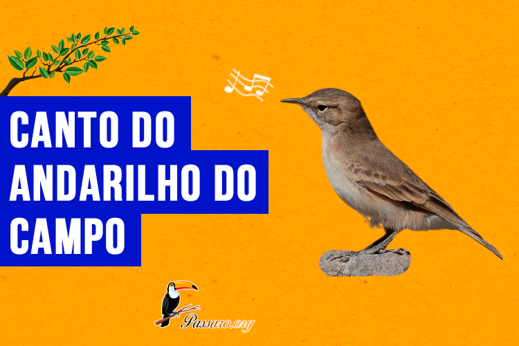 canto do andarilho do campo