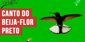 canto do beija-flor-preto