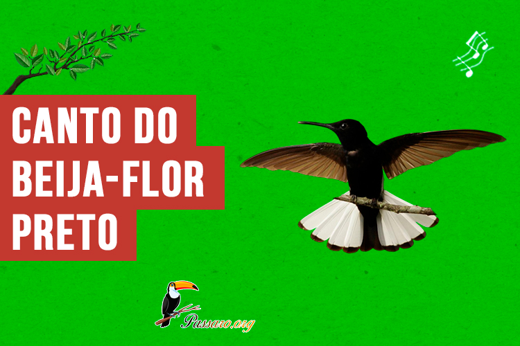 canto do beija-flor-preto