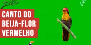 canto do beija-flor-vermelho