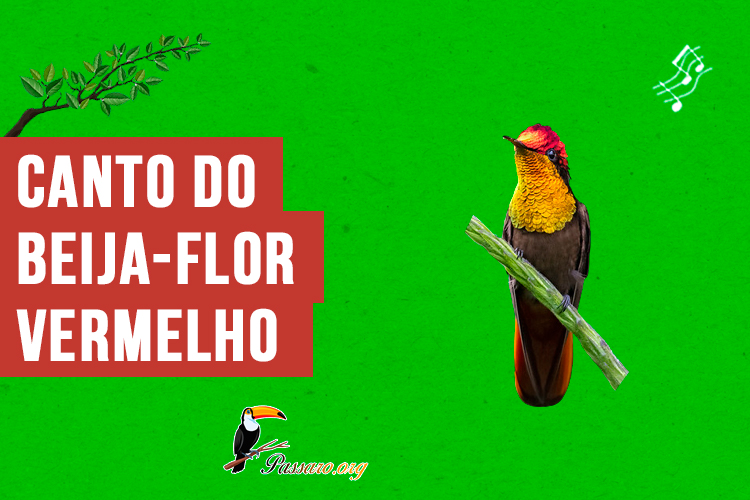 canto do beija-flor-vermelho