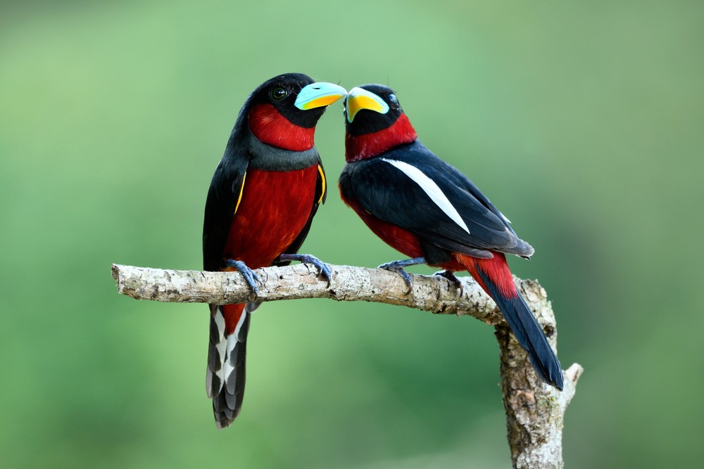 canto do black-and-red broadbill