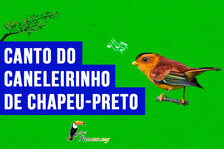 canto do caneleirinho-de-chapeu-preto