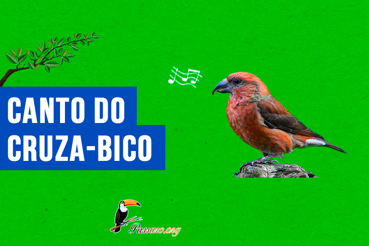 canto do cruza-bico