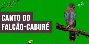 canto do falcao-cabure