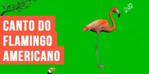 canto do flamingo-americano