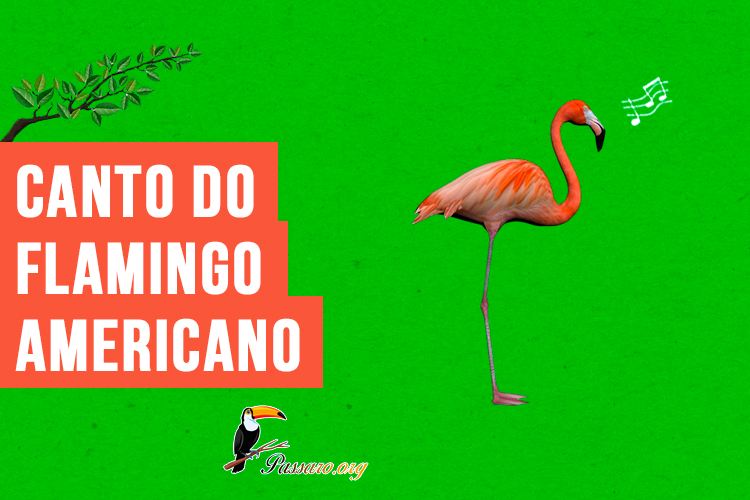 canto do flamingo-americano