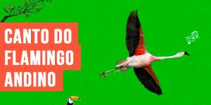 canto do flamingo-andino