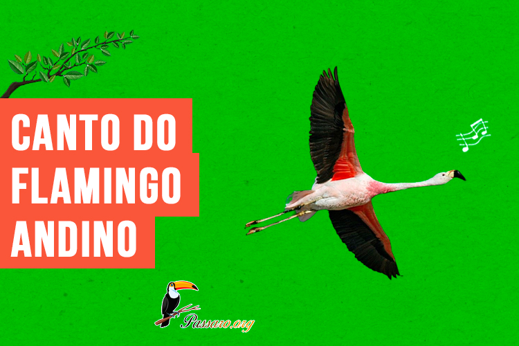 canto do flamingo-andino