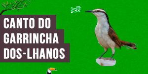 canto do garrincha-dos-lhanos