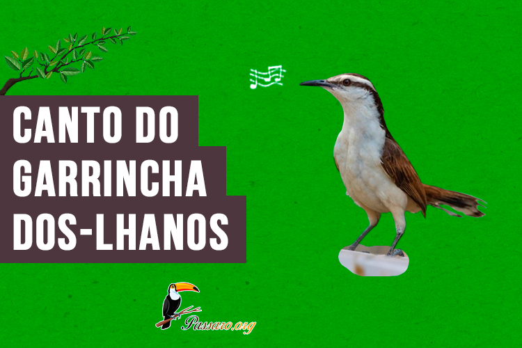 canto do garrincha-dos-lhanos