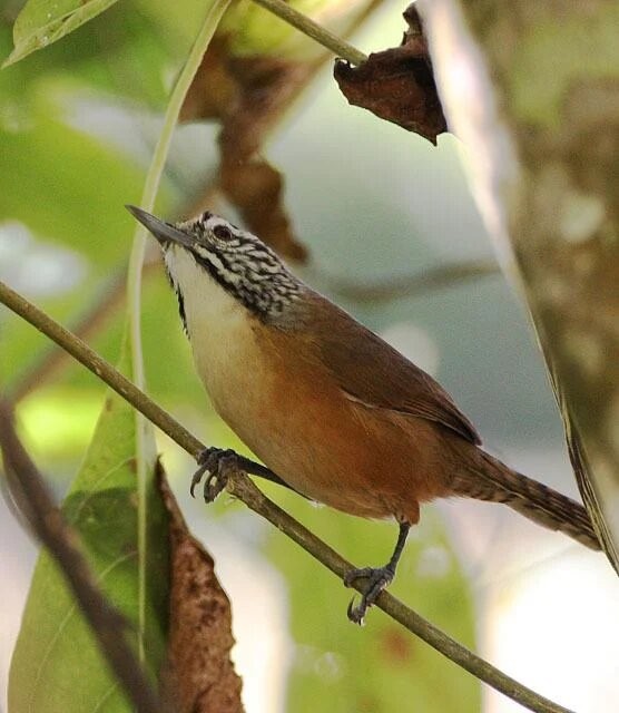 canto do garrinchao-pai-avo