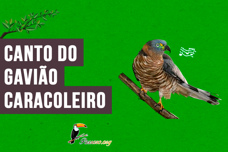 canto do gaviao-caracoleiro