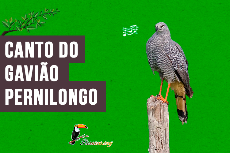 canto do gaviao-pernilongo