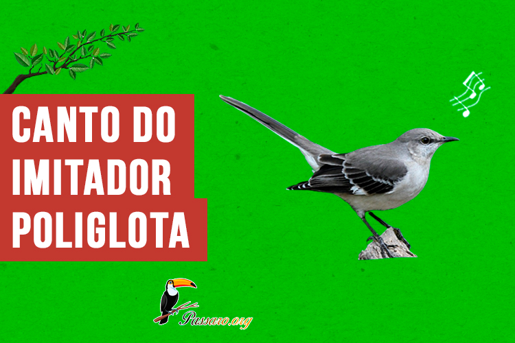 canto do imitador-poliglota