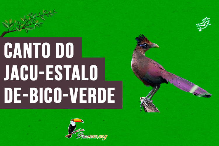 canto do jacu-estalo-de-bico-verde