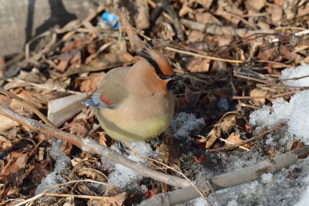 canto do japanese waxwing