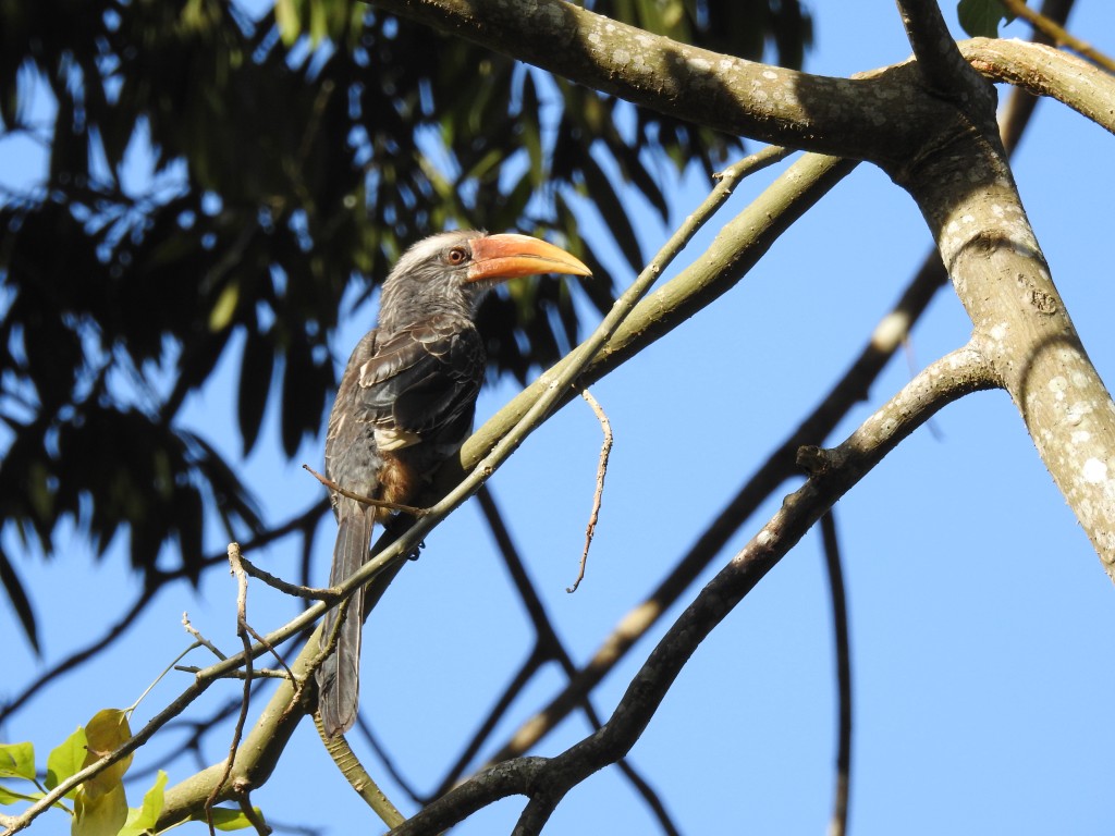 canto do malabar grey