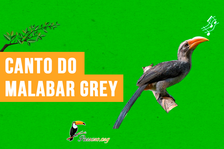 canto do malabar grey