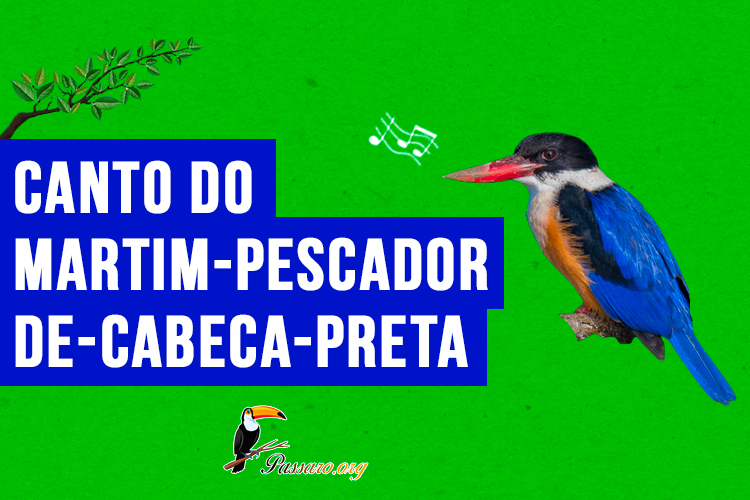 canto do martim-pescador-de-cabeca-preta