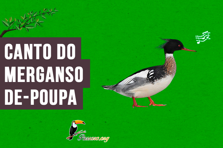 canto do merganso-de-poupa