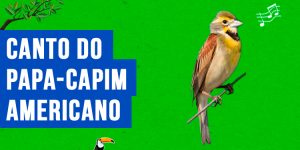 canto do papa-capim americano