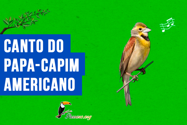 canto do papa-capim americano