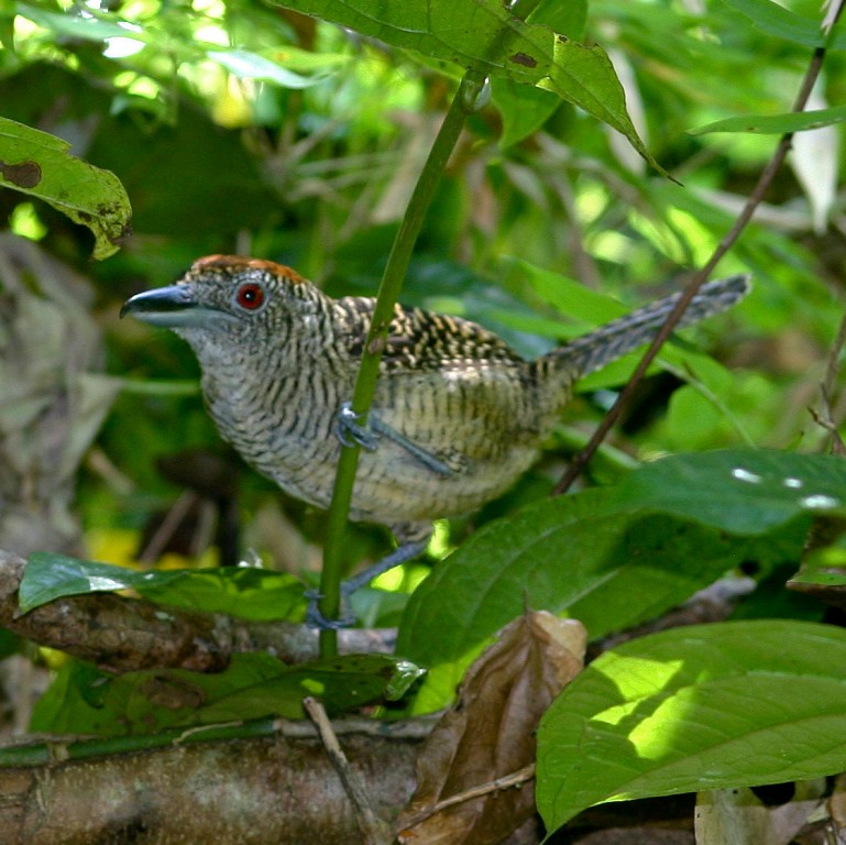 canto do papa-formiga-barrado