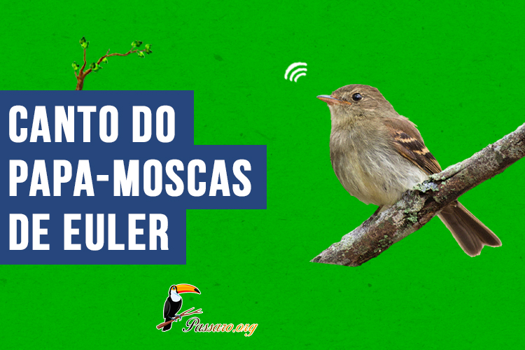 canto do papa-moscas_de_euler