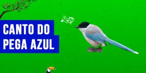 canto do pega azul