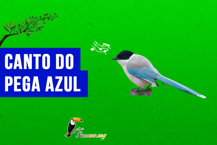 canto do pega azul