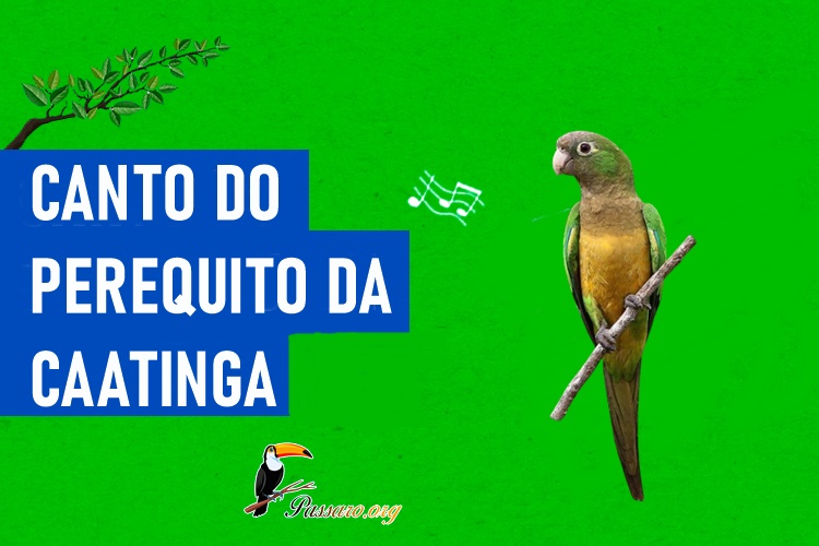 canto do periquito-da-caatinga