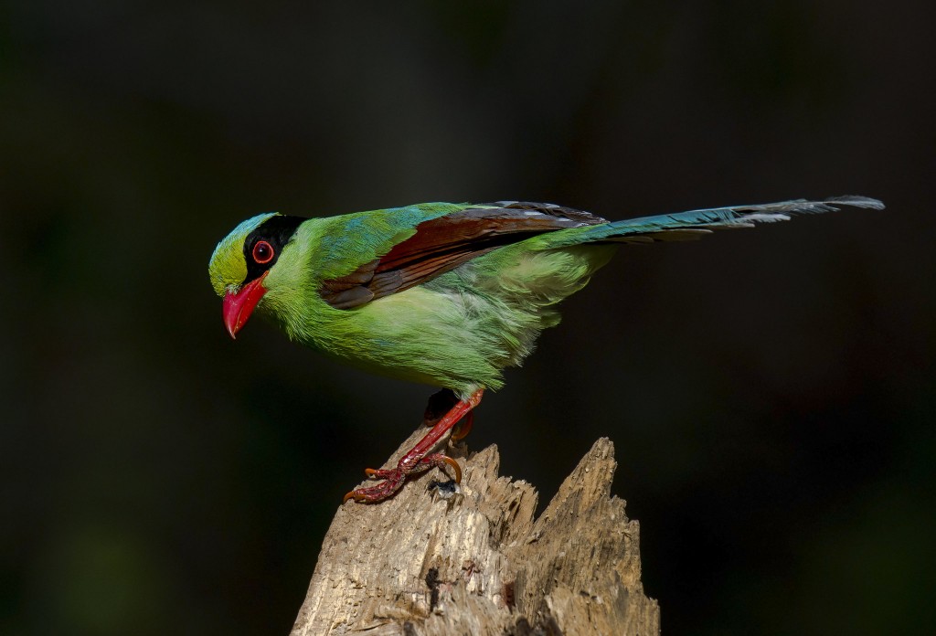 canto do pirolle verde