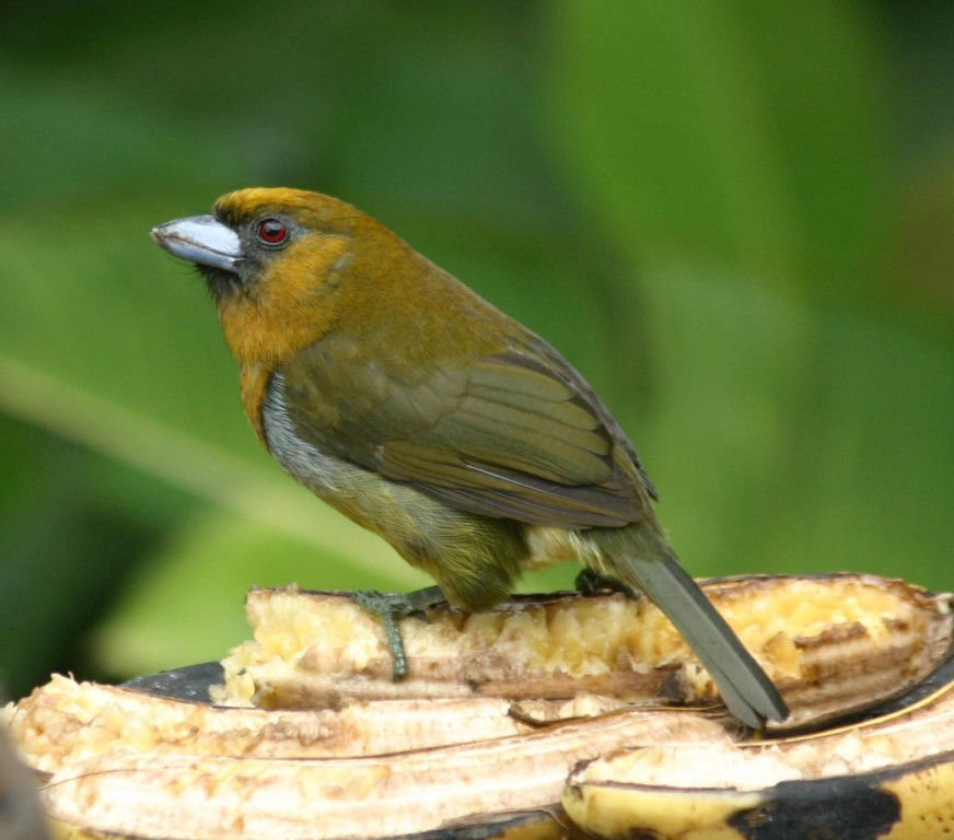 canto do prong-billed barbet