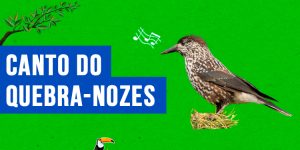 canto do quebra-nozes