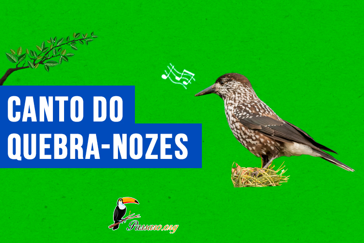 canto do quebra-nozes