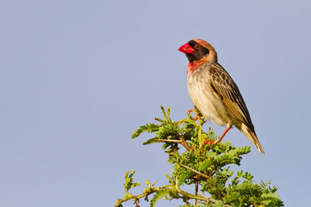 canto do quelea-de-bico-vermelho