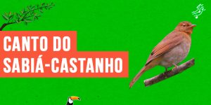 canto do sabia-castanho