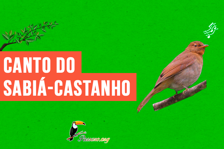 canto do sabia-castanho