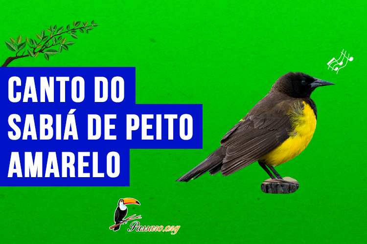 canto do sabiá de peito amarelo