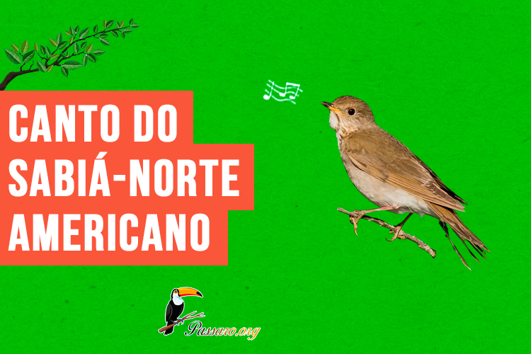 canto do sabia-norte-americano