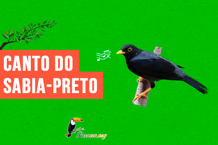 canto do sabia-preto