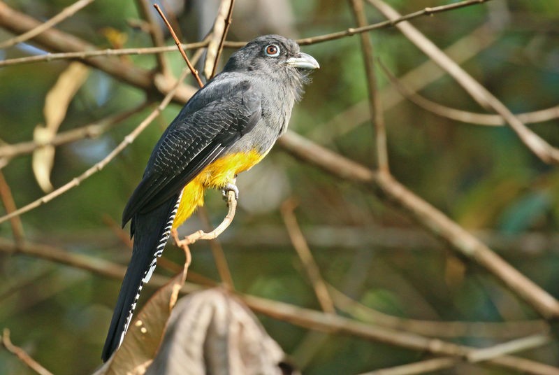 canto do surucua-de-barriga-amarela