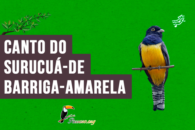 canto do surucuá-de-barriga-amarela