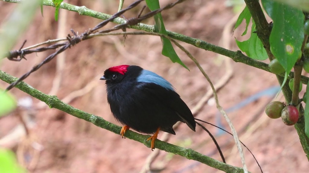 canto do tangara-de- cauda -comprida