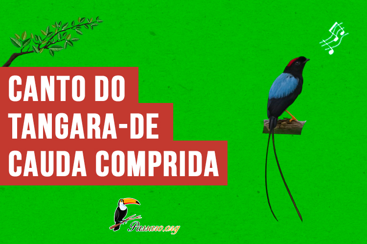 canto do tangara-de-cauda-comprida