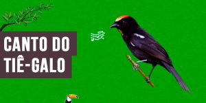 canto do tie-galo