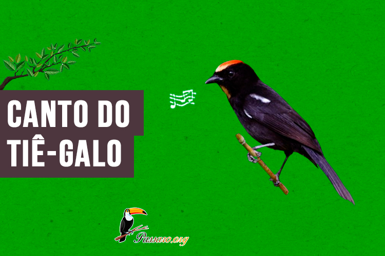 canto do tie-galo